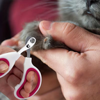 Professional Pet Grooming Scissors